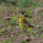 Goldammer, (Emberiza citrinella), Yellowhammer, Escribano cerillo