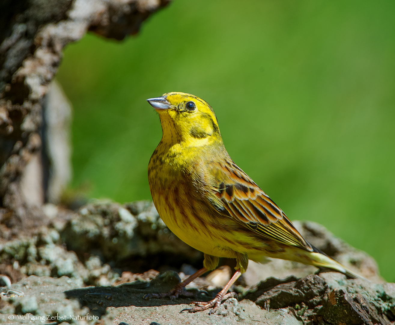   - GOLDAMMER -   ( Emberiza citrinslla )