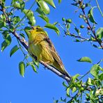 Goldammer (Emberize citrinelle)