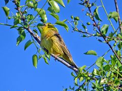 Goldammer (Emberize citrinelle)