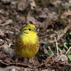 Goldammer im Garten