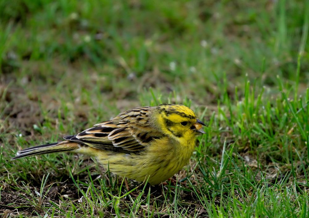 Goldammer im Garten