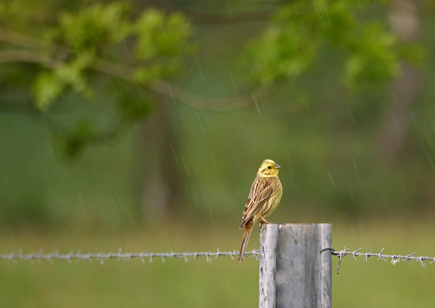 Goldammer im Regen 