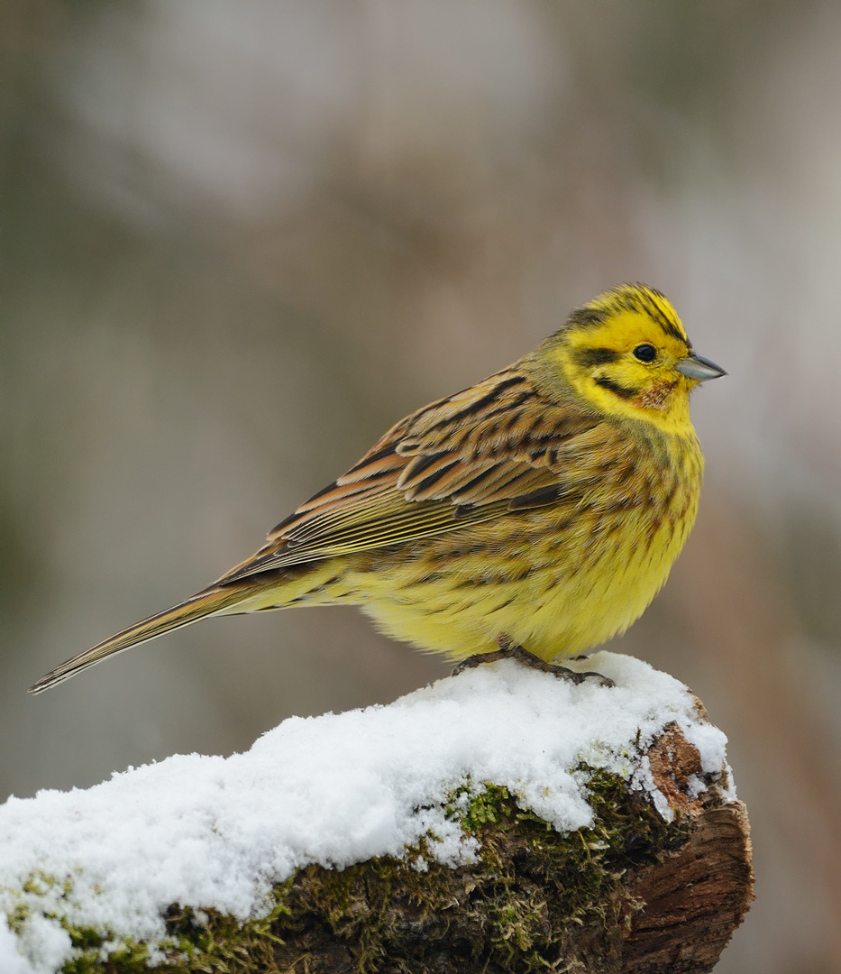 Goldammer im Schnee