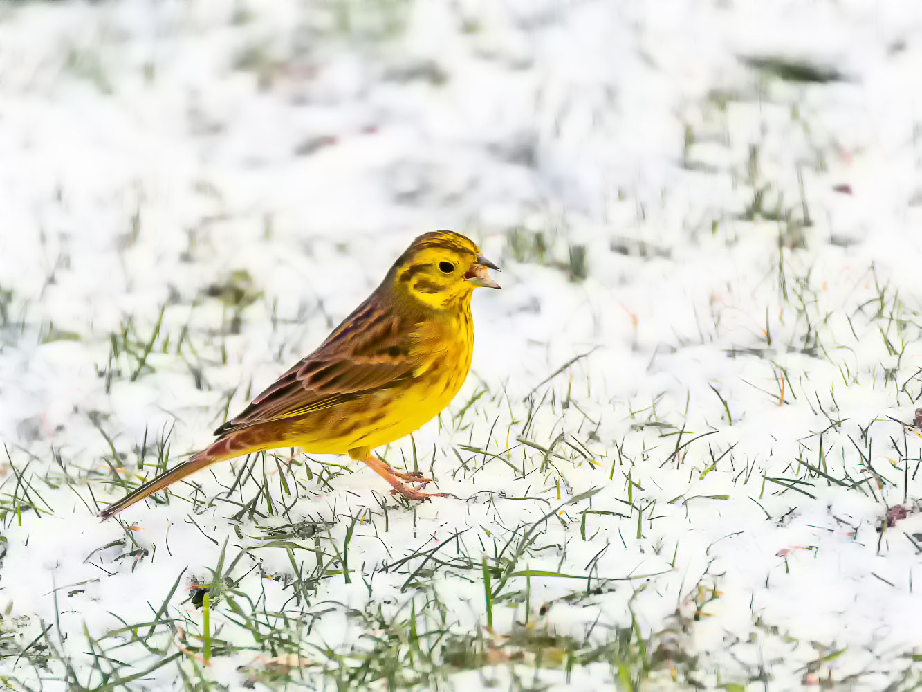 Goldammer im Schnee