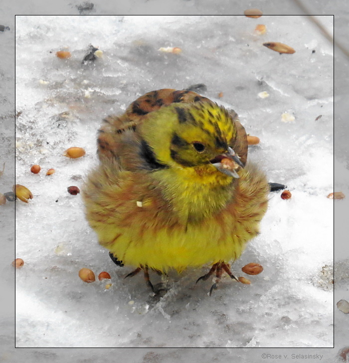 Goldammer im Schnee in unserem Vorgarten