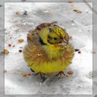 Goldammer im Schnee in unserem Vorgarten