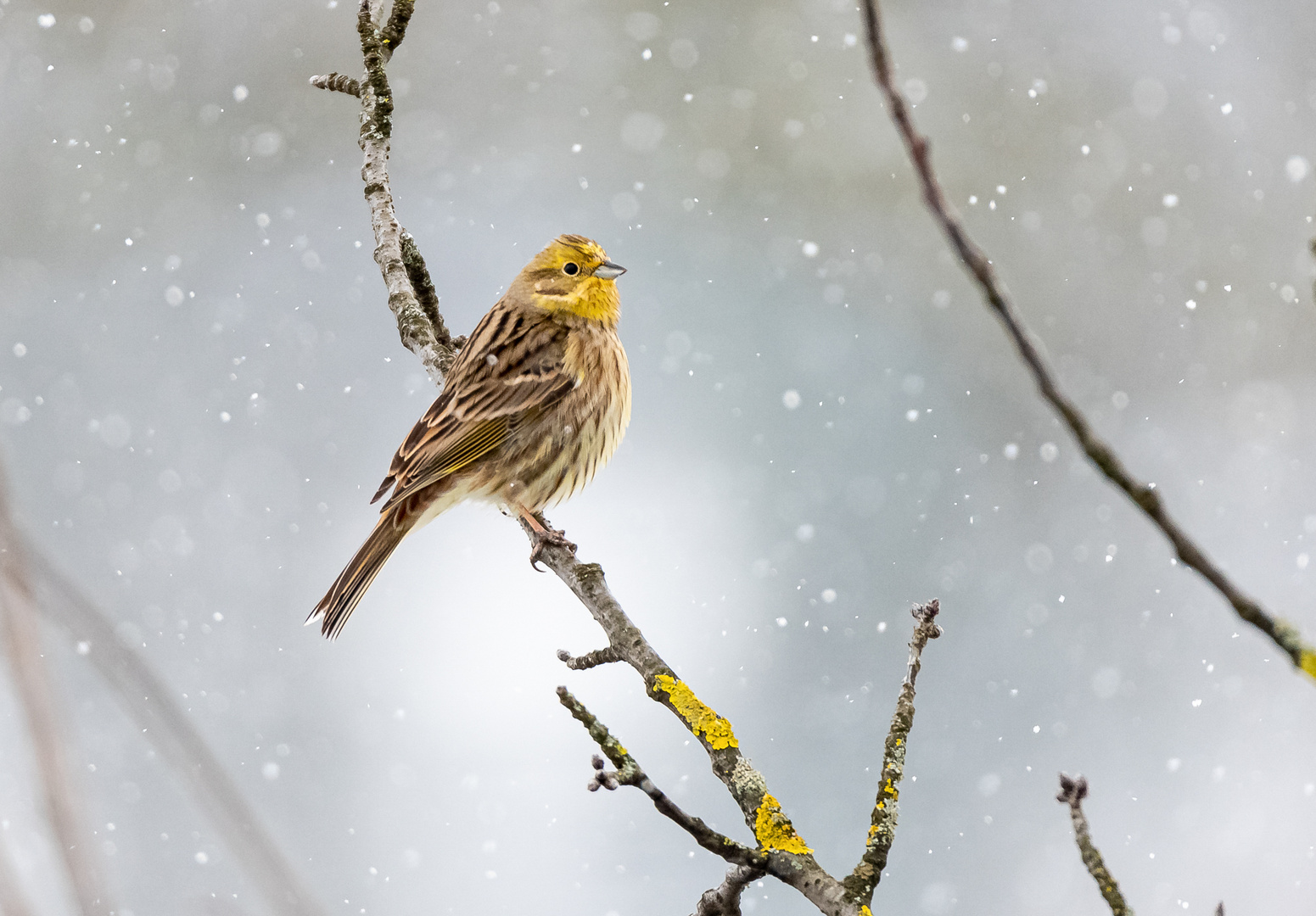 Goldammer im Schneetreiben