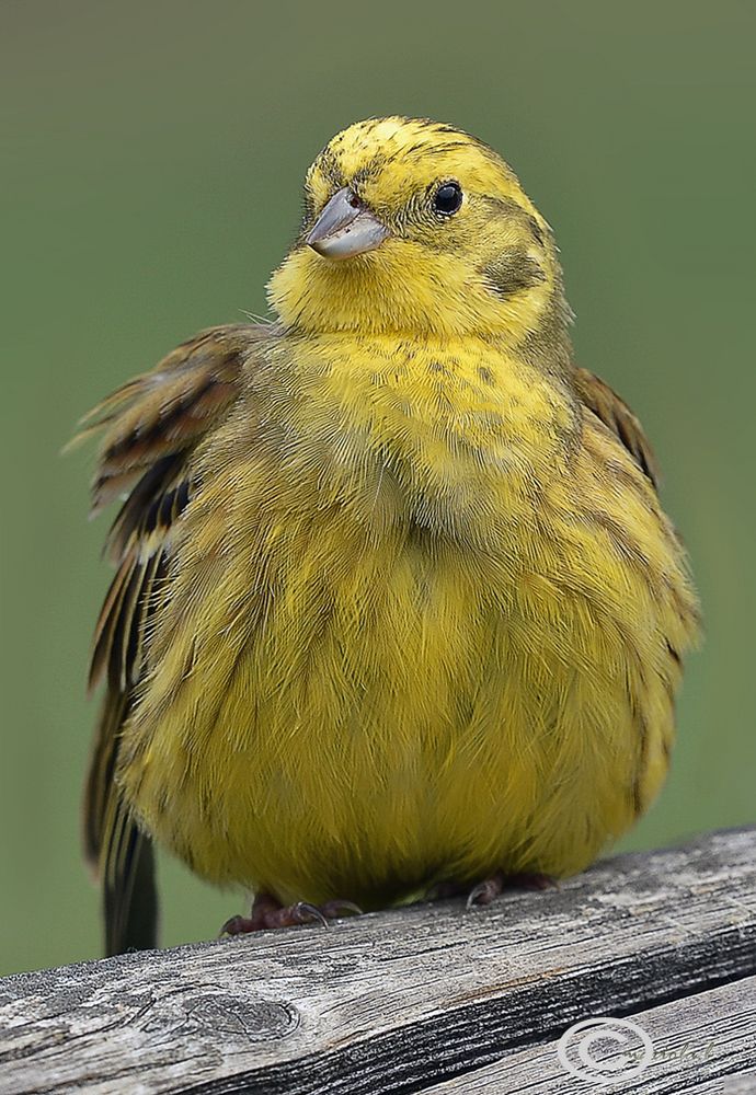 Goldammer im WWF Naturreservat Marchegg