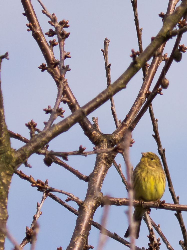 Goldammer in der Februarsonne