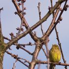 Goldammer in der Februarsonne