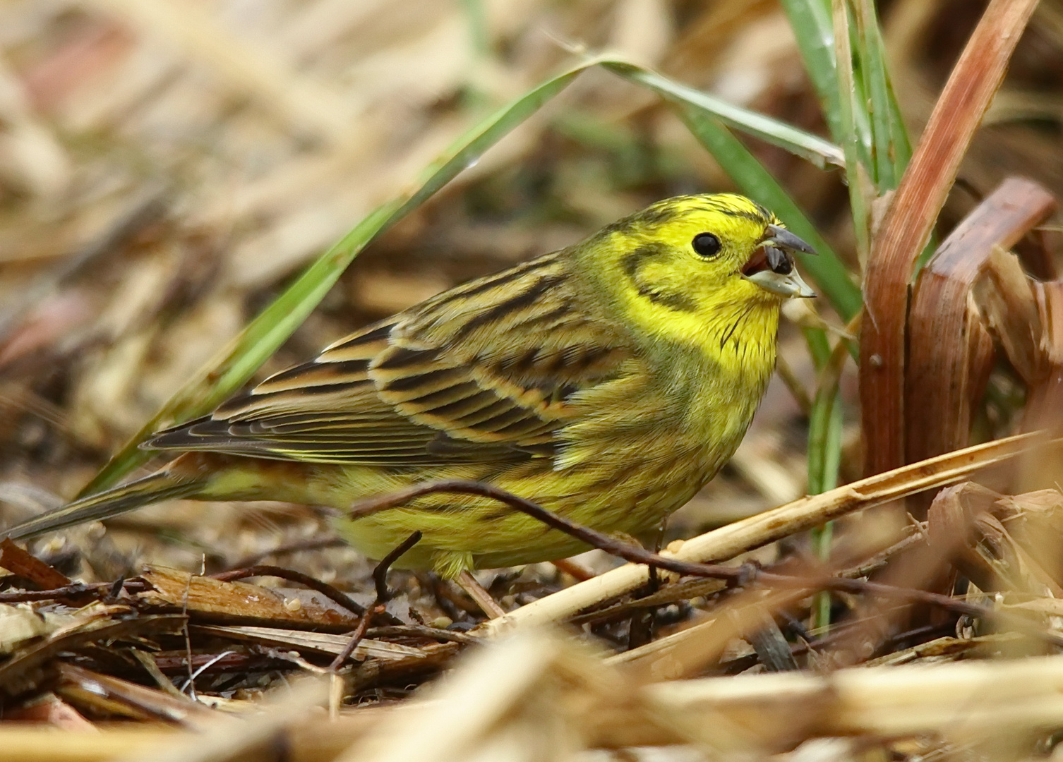 Goldammer Männchen