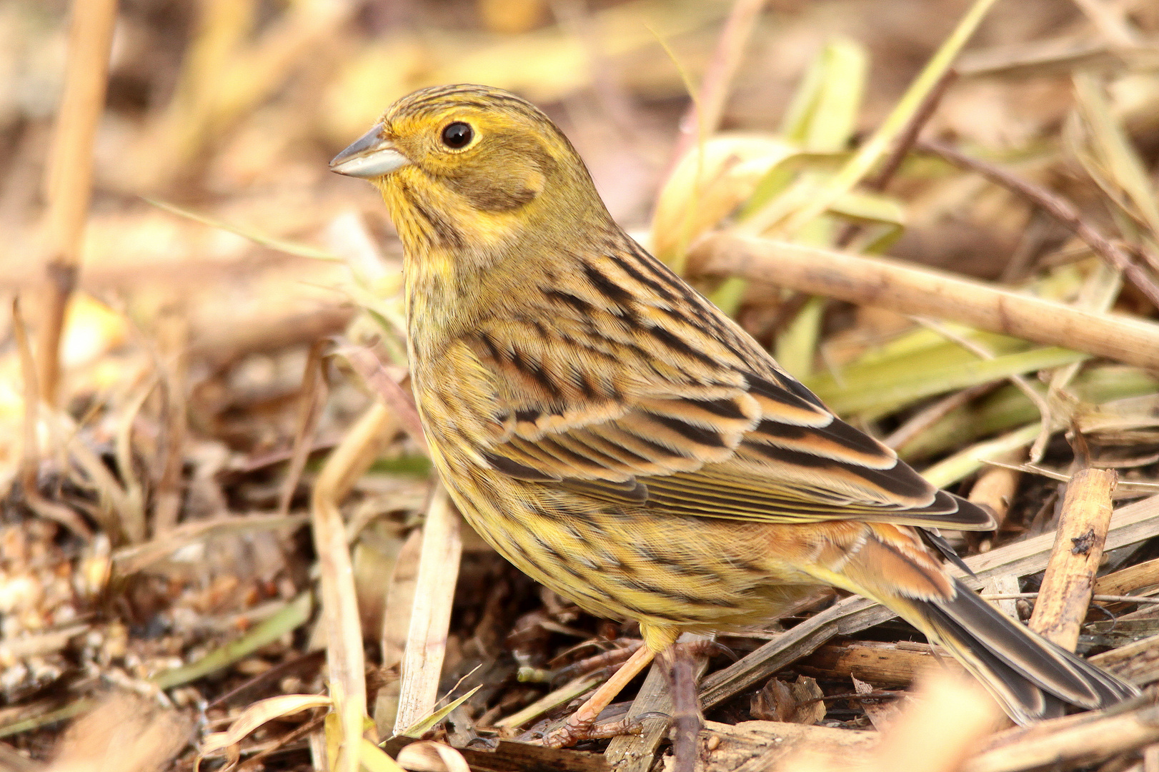 Goldammer Männchen