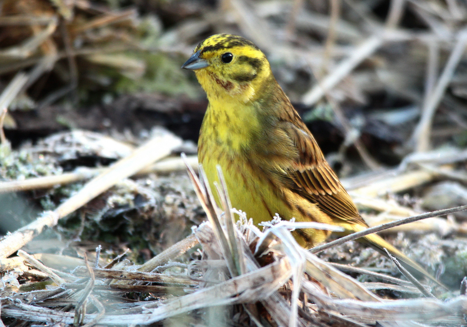 Goldammer Männchen