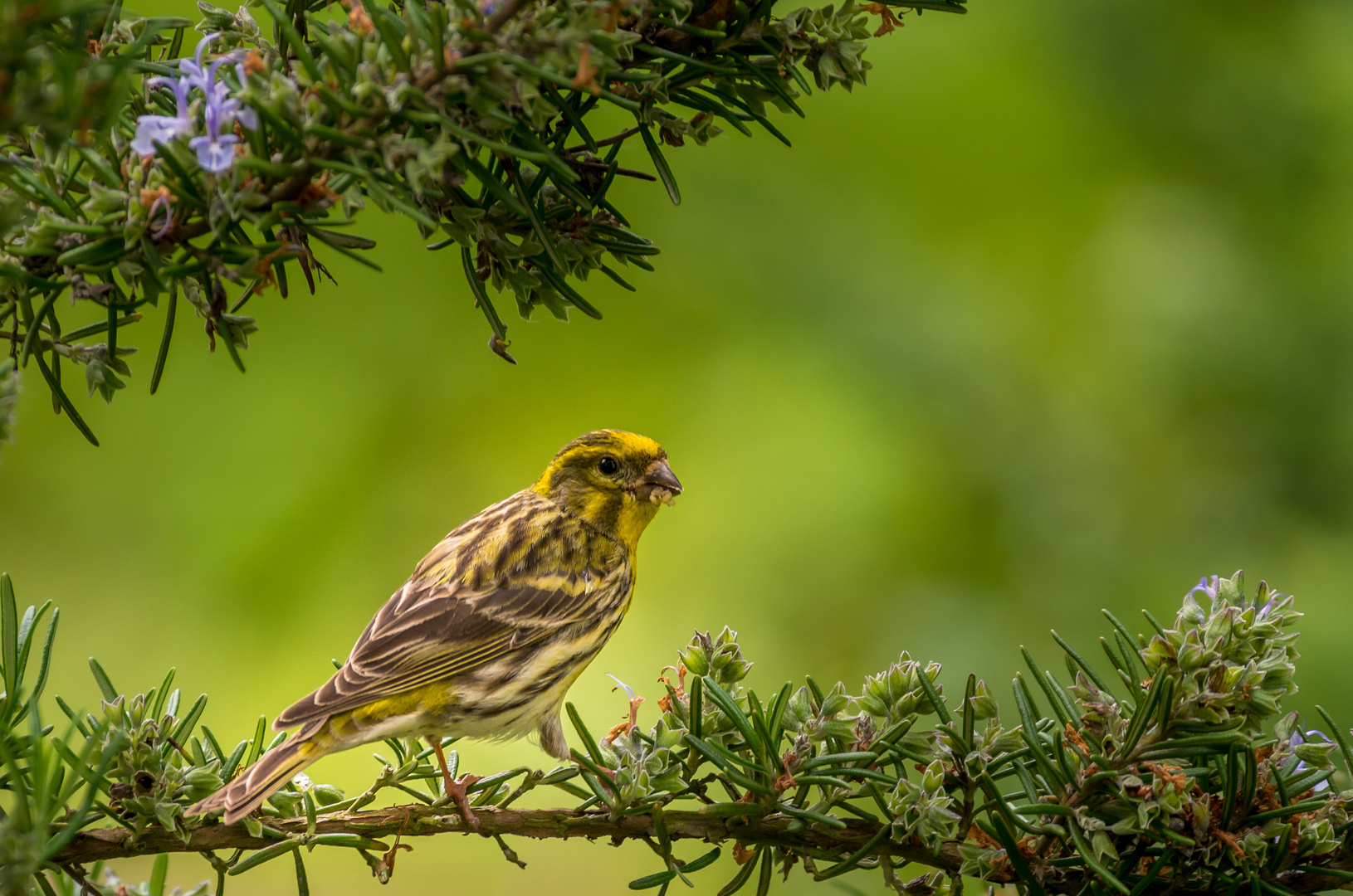 Goldammer Männchen im Rosmarin