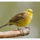 - Goldammer männl. ( Emberiza citrinella )