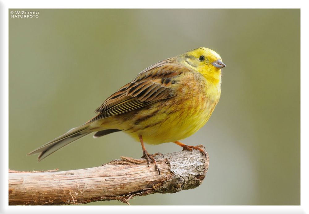 - Goldammer männl. ( Emberiza citrinella )