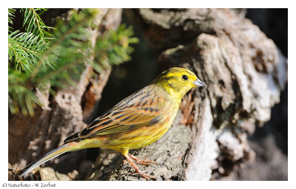 ---- Goldammer männl. ---- ( Emberiza citrinella )