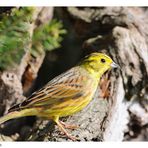 ---- Goldammer männl. ---- ( Emberiza citrinella )