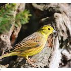 ---- Goldammer männl. ---- ( Emberiza citrinella )