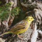 ". GOLDAMMER " männl.( Emberiza citrinella )