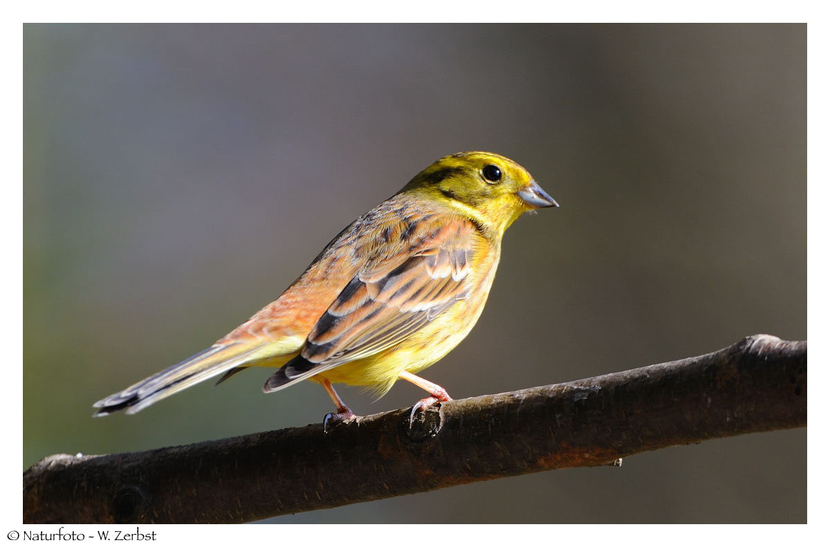 ---- Goldammer männl. ---- ( Erithacus rubecula )