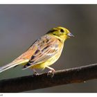 ---- Goldammer männl. ---- ( Erithacus rubecula )