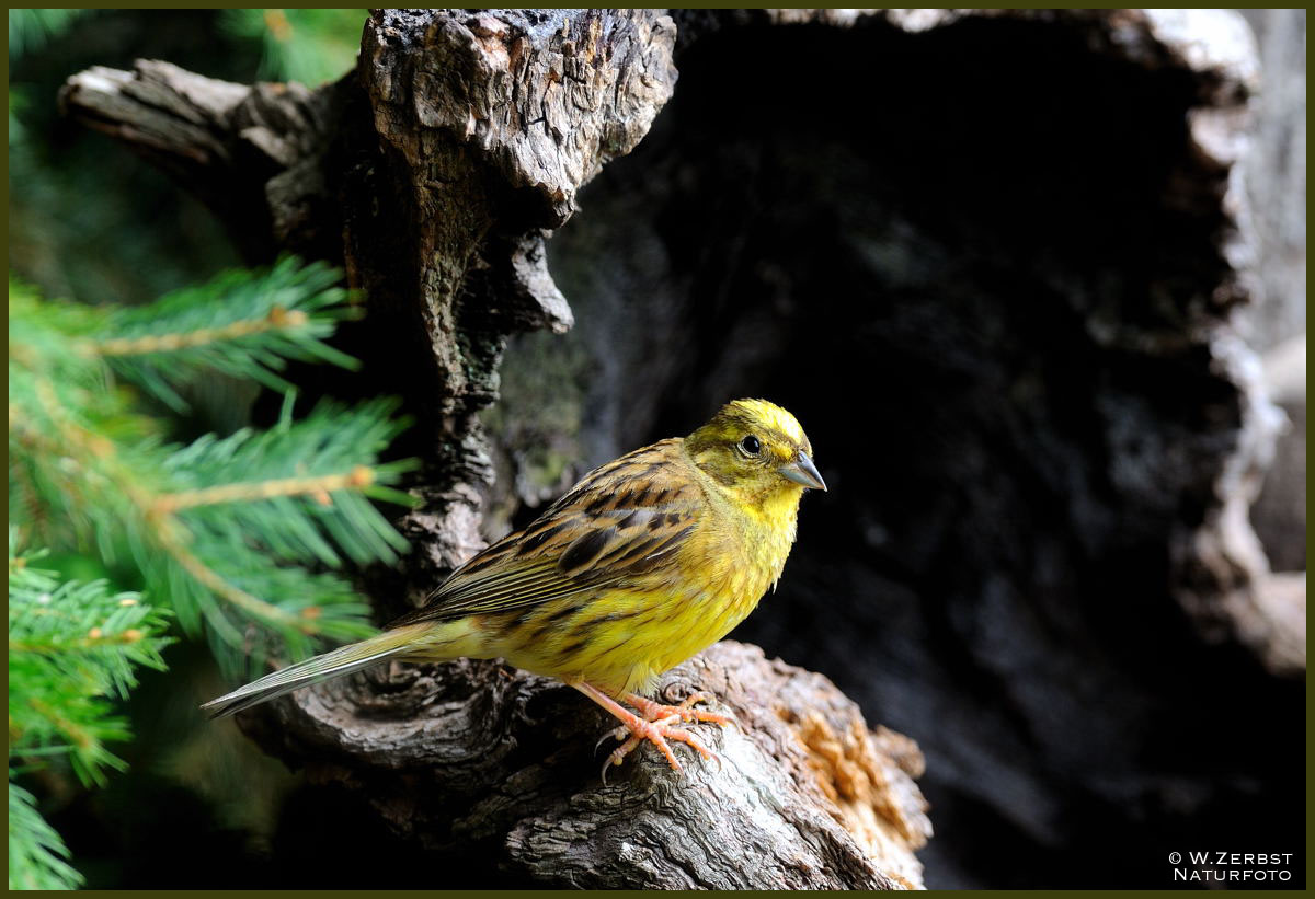 - Goldammer männlich - ( Emberiza citrinella )