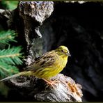 - Goldammer männlich - ( Emberiza citrinella )