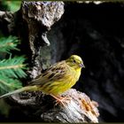 - Goldammer männlich - ( Emberiza citrinella )