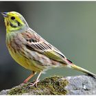 - Goldammer männlich - ( Emberiza citrinella )