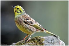 - Goldammer männlich - ( Emberiza citrinella )