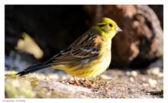 ---- Goldammer männlich ---- ( Emberiza citrinella )