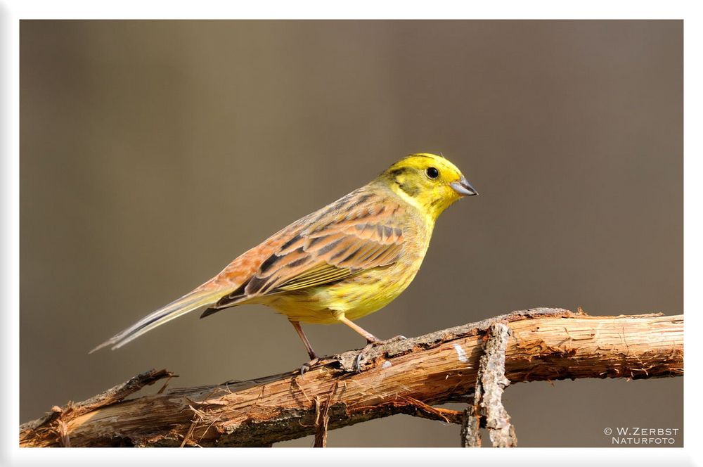 -- Goldammer männlich -- ( Emberiza citrinella )