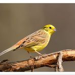 -- Goldammer männlich -- ( Emberiza citrinella )