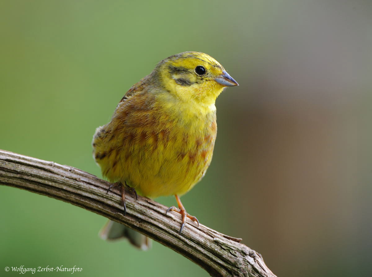 --- Goldammer männlich --- ( Emberiza citrinella )