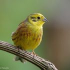 --- Goldammer männlich --- ( Emberiza citrinella )