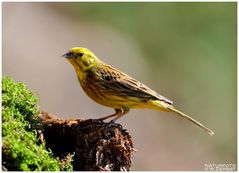 - Goldammer männlich - (Emberiza citrinella )