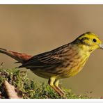 - Goldammer männlich - ( Emberiza Citrinella )