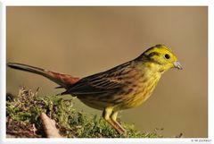 - Goldammer männlich - ( Emberiza Citrinella )