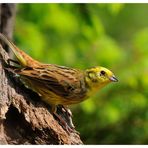 - Goldammer männlich - ( Emberiza citrinella )