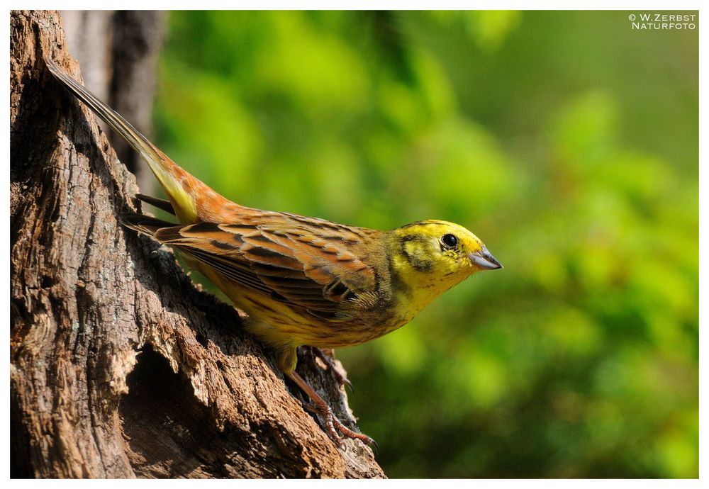 - Goldammer männlich - ( Emberiza citrinella )