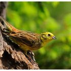 - Goldammer männlich - ( Emberiza citrinella )