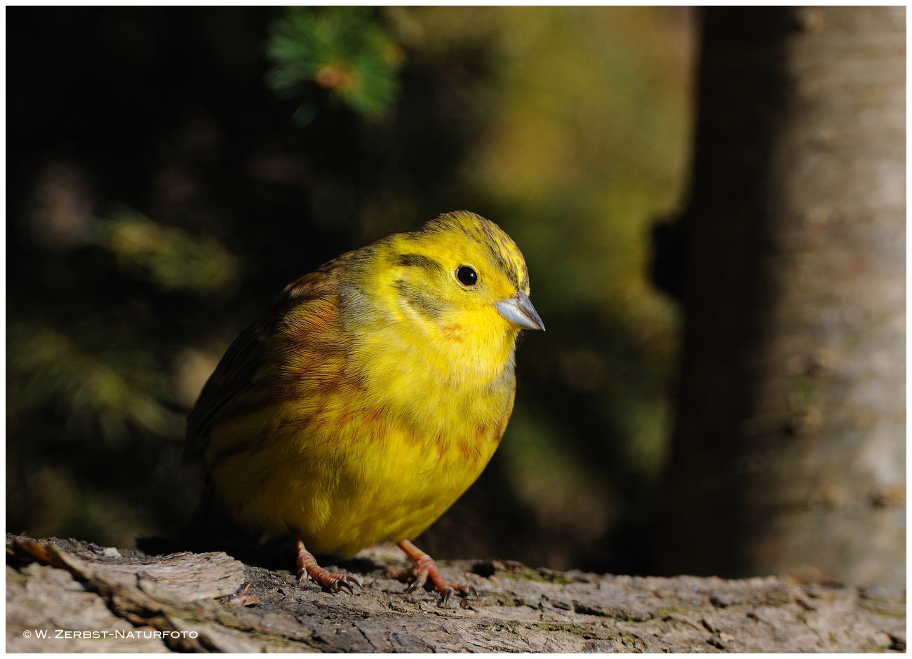 --- Goldammer männnl. --- ( Emberiza citrinella )