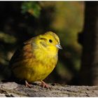 --- Goldammer männnl. --- ( Emberiza citrinella )