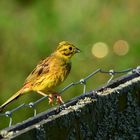 Goldammer mit blinden Passagieren