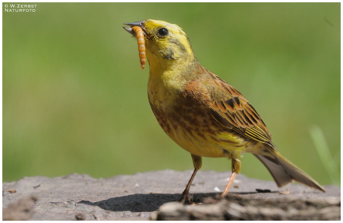 - Goldammer  mit fetter Beute -         - ( Erithacus rubecula )