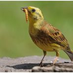 - Goldammer  mit fetter Beute -         - ( Erithacus rubecula )