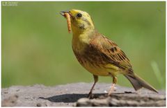 - Goldammer  mit fetter Beute -         - ( Erithacus rubecula )