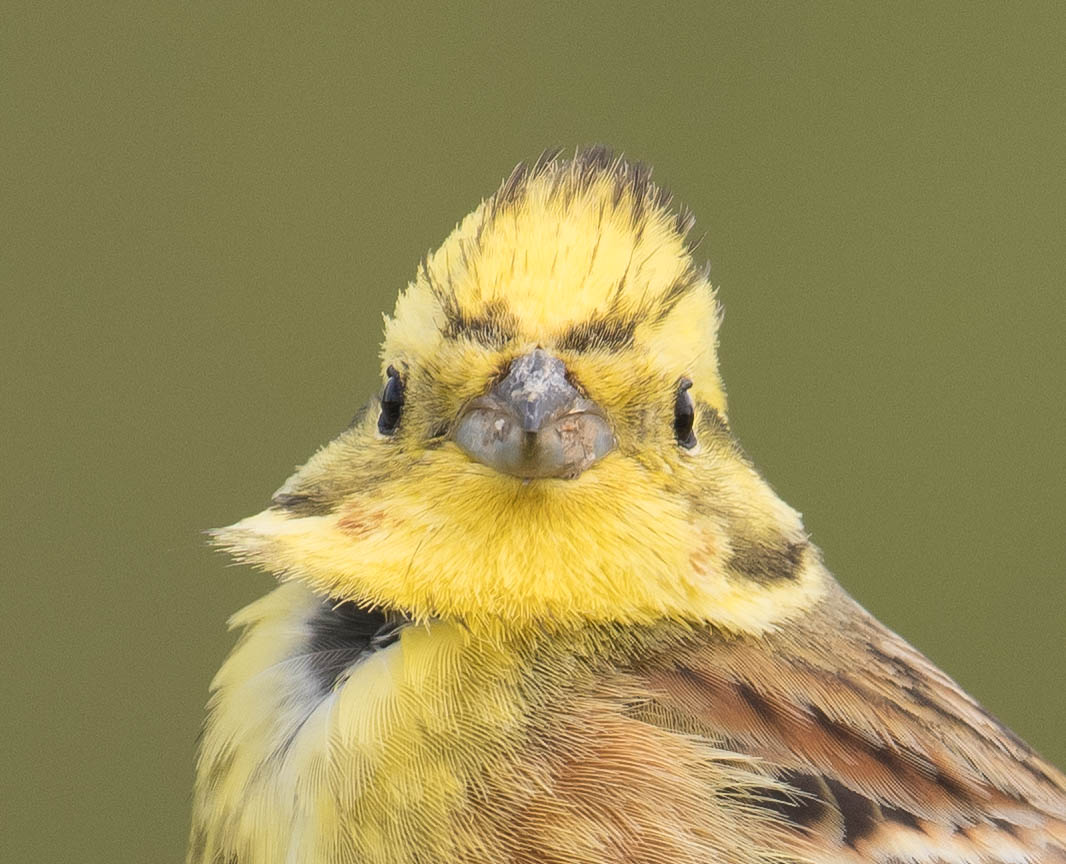 Goldammer-Portrait